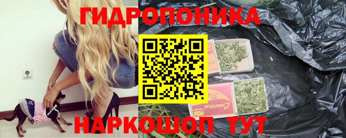 Канабис семена Губкинский